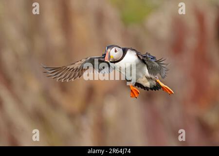 Puffin en vol sur l'île de Skokholm dans l'ouest du pays de Galles Banque D'Images