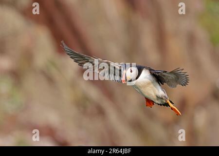 Puffin en vol sur l'île de Skokholm dans l'ouest du pays de Galles Banque D'Images