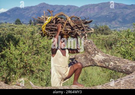 Swaziland, Girl transporte du bois de chauffage dans la vallée d'Ezulwini près de Mbabane Banque D'Images