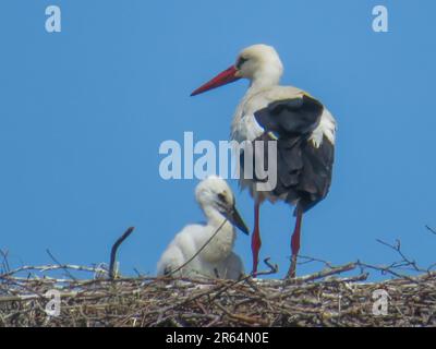 Pays-Bas, cigogne féminine et jeune cigogne blanche sur le dessus d'un nid fait par l'homme. Banque D'Images