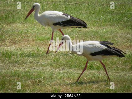 Pays-Bas; deux ciconques blanches (Ciconia ciconia) à la recherche de nourriture dans un pré. Banque D'Images