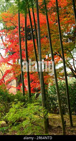 Rikugien en automne Banque D'Images