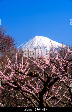 Fleurs de prune rouge et Mt. Fuji Banque D'Images