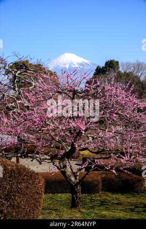 Fleurs de prune rouge et Mt. Fuji Banque D'Images