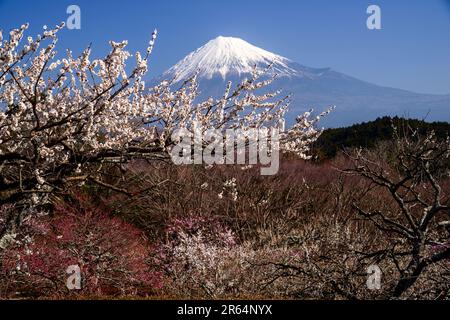 UME Blossoms et Mt. Fuji Banque D'Images