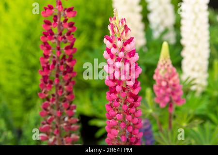 Italie, Lombardie, Lupin rose, Lupinus Polyphyllus Banque D'Images