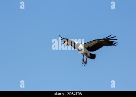 L'OIE Magpie qui entre sur terre. Anseranas semipalmata Bundaberg Queensland Australie Banque D'Images