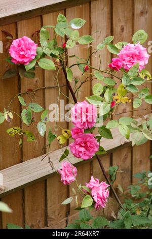 Roses roses roses ( Rosa) dans le jardin des Cotswolds Oxfordshire Angleterre royaume-uni Banque D'Images