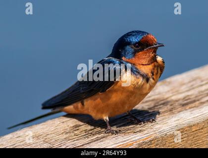 Une hirondelle brune (Hirundo rustica) sur un morceau de bois abîmé Banque D'Images