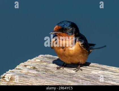 Une hirondelle brune (Hirundo rustica) sur un morceau de bois abîmé Banque D'Images