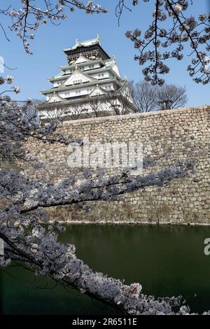 Le Château d'Osaka et fleurs de cerisier Banque D'Images