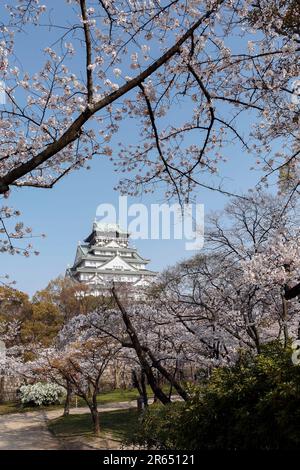 Le Château d'Osaka et fleurs de cerisier Banque D'Images