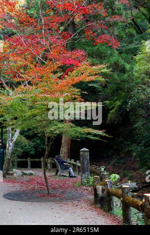 Feuilles d'automne à Minoh Banque D'Images