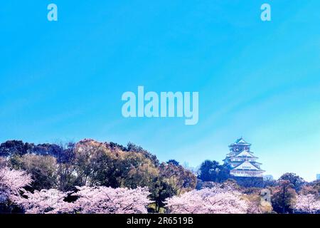 Le Château d'Osaka et fleurs de cerisier Banque D'Images