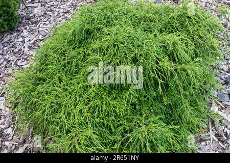 Chamaecyparis pisifera 'Filifera Nana' Chamaecyparis pisifera Banque D'Images