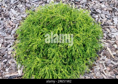 Nain, conifère, cyprès de Sawara, Chamaecyparis pisifera 'Sungold' poussant dans un arbre nain de jardin de paillis d'écorce Banque D'Images