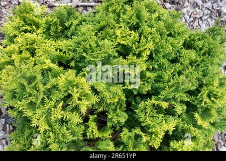 Chamaecyparis pisifera 'Nana Berghs' croissance sphérique compacte aplatie de dessus, Sawara Cypress Banque D'Images