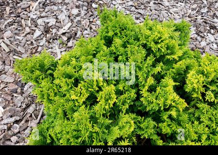 Conifères, Dwarf, Chamaecyparis pisifera 'Nana Berghs', Chamaecyparis poussant dans le paillis d'écorce, jardin Banque D'Images