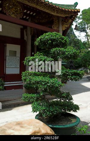 广州市 中國 Guangzhou, Chine; Temple des six arbres Banyan; Tempel der sechs Banyanbäume; 六榕寺 arbre bien formé - Bonsai; schön geformter Baum 盆景 Banque D'Images