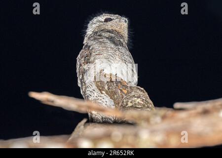 Grand Potoo, Burro Burro River, Surama, village amérindien, Rupununununununi du Nord, Région du Takutu supérieur-Essechibo supérieur, Guyana Banque D'Images