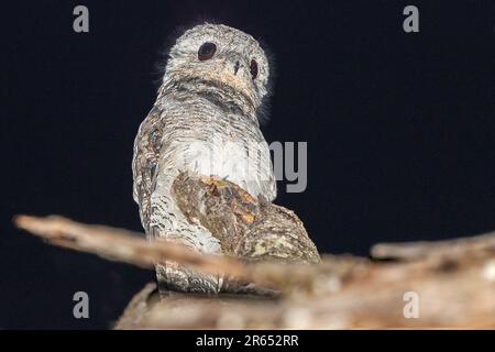 Grand Potoo, Burro Burro River, Surama, village amérindien, Rupununununununi du Nord, Région du Takutu supérieur-Essechibo supérieur, Guyana Banque D'Images