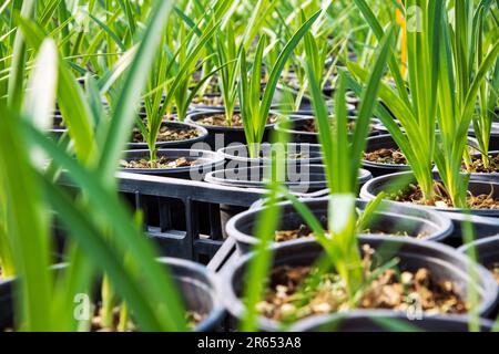 Tas de pots noirs avec de petites plantes fraîches à feuilles persistantes qui poussent dans la serre le jour ensoleillé Banque D'Images