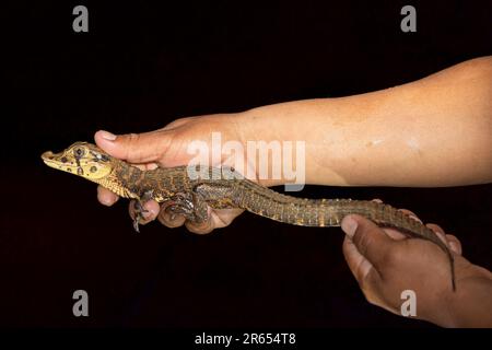 Saisie d'un caiman noir de 2 mois, crépuscule, rivière Rupunununununununununi, savane Rupununununununununi, région de Takutu-haute Essequibo, Guyana Banque D'Images