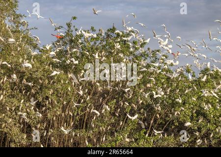 Roost for Cattle, Snowy, Tricolor Egrets & Scarlet Ibis, Dush, Demerera River, Georgetown, Guyana, Banque D'Images