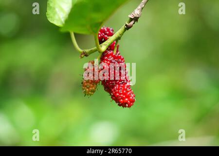 Mûre fraîche, mûres noires et mûres rouges sur la branche en arrière-plan de la nature. Fruits de baies sains. Banque D'Images