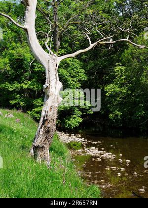 Arbre mort au bord de la rivière Wharfe près de Buckden Upper Wharfedale Yorkshire Dales National Park North Yorkshire England Banque D'Images