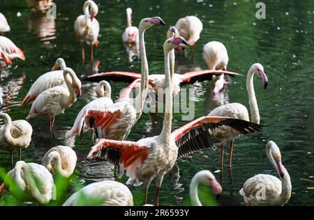 Berlin, Allemagne. 07th juin 2023. Deux flamants écartent leurs ailes dans un plan d'eau au zoo de Berlin. Credit: Jessica Liquetzki/dpa/Alay Live News Banque D'Images