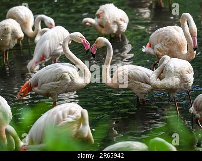Berlin, Allemagne. 07th juin 2023. Deux flamants roses touchent leur bec dans un plan d'eau au zoo de Berlin. Credit: Jessica Liquetzki/dpa/Alay Live News Banque D'Images