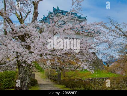 Someiyoshino et le château d'Ono Banque D'Images