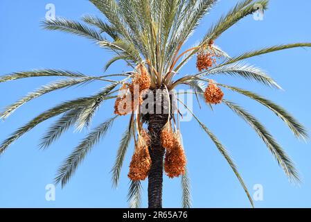 Gros plan d'un palmier Date avec des fruits accrochés dans des petits pains contre un ciel bleu. Banque D'Images