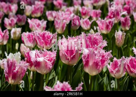 Tulipe rose fleurs Banque D'Images