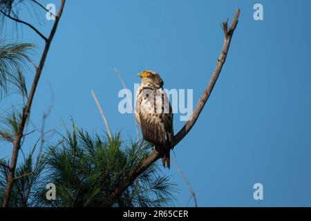 Aigle serpent à crête immature qui se rafraîchit sur une branche. Banque D'Images