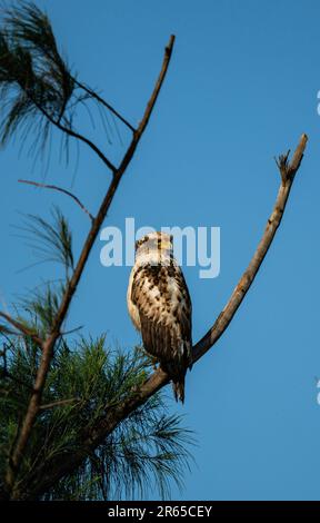 Aigle serpent à crête immature qui se rafraîchit sur une branche. Banque D'Images