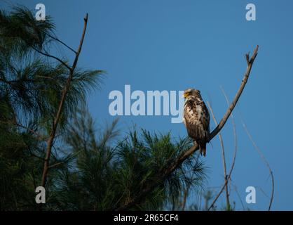 Aigle serpent à crête immature qui se rafraîchit sur une branche. Banque D'Images