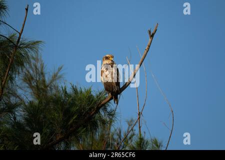 Aigle serpent à crête immature qui se rafraîchit sur une branche. Banque D'Images