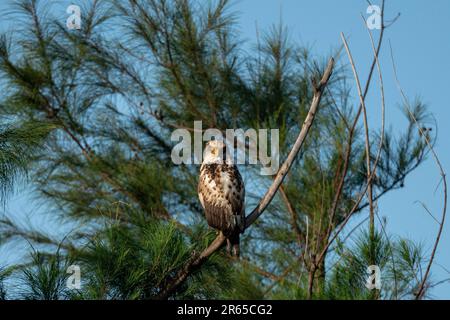 Aigle serpent à crête immature qui se rafraîchit sur une branche. Banque D'Images