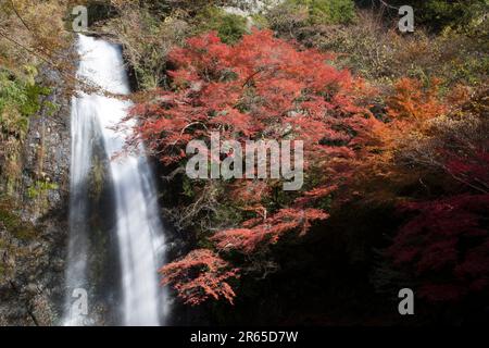 Chute d'eau Minoh en automne Banque D'Images