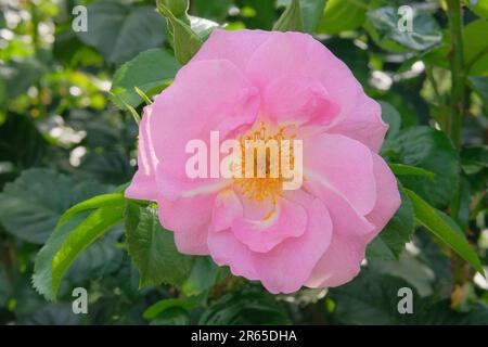 Rosier aromatique de la hanche dans le jardin. Roses fond dans le jardin de fleurs. Arrière-plan romantique. Banque D'Images