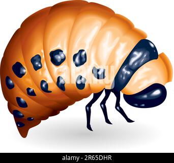 Les larves du coléoptère de la pomme de terre du Colorado. Illustration vectorielle Illustration de Vecteur