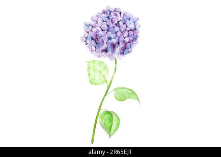 Illustration aquarelle de la branche d'hortensia. Bleu, rose, blanc hortensia délicat. Banque D'Images