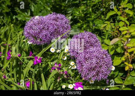 Boscobel House et le Royal Oak, Kiddemore Green Royaume-Uni Angleterre GB vues sur le jardin Banque D'Images
