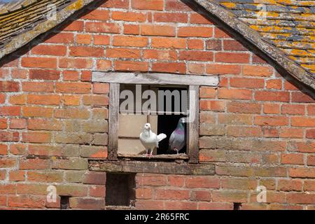 Boscobel House et le Royal Oak, Kiddemore Green Royaume-Uni Angleterre GB vues sur le jardin Banque D'Images