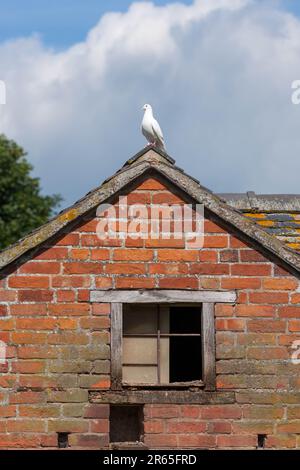 Boscobel House et le Royal Oak, Kiddemore Green Royaume-Uni Angleterre GB vues sur le jardin Banque D'Images