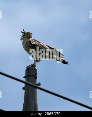 Aigle serpent à crête mature qui se rafraîchit sur un poteau. Banque D'Images