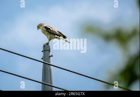 Aigle serpent à crête mature qui se rafraîchit sur un poteau. Banque D'Images