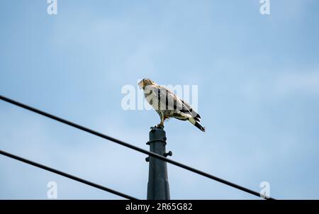 Aigle serpent à crête mature qui se rafraîchit sur un poteau. Banque D'Images